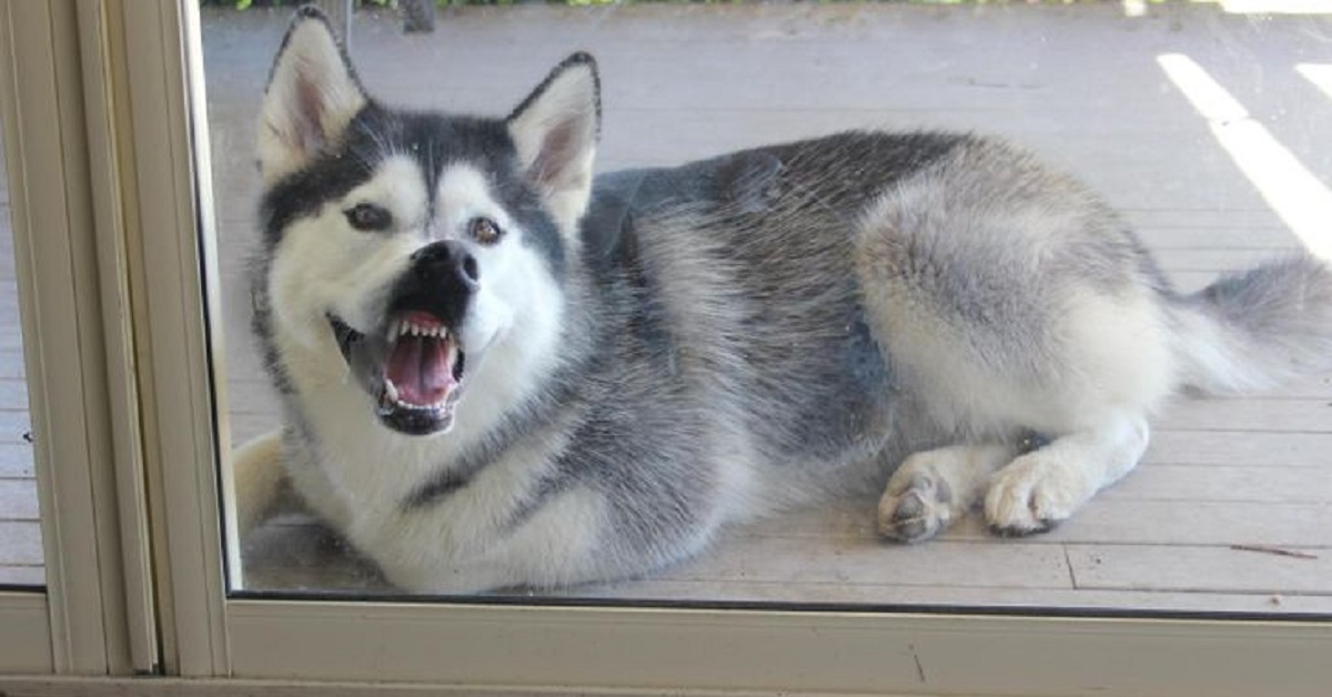 Il cucciolo Husky non può smettere di leccare la finestra, il video conquista la rete