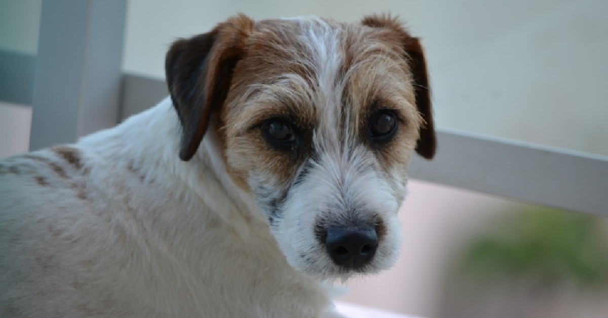 Il cucciolo Jack Russell è un grande tifoso, la sua stravagante esultanza nel video