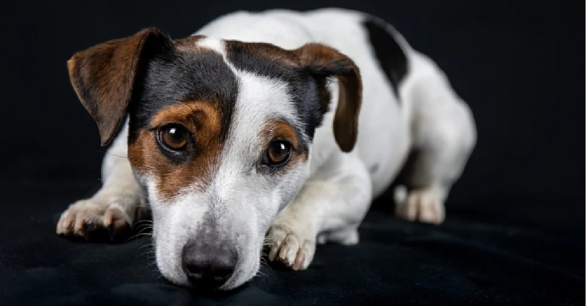 Il cucciolo Jack Russell insegna al fratellino come gattonare, il video è di una tenerezza insuperabile