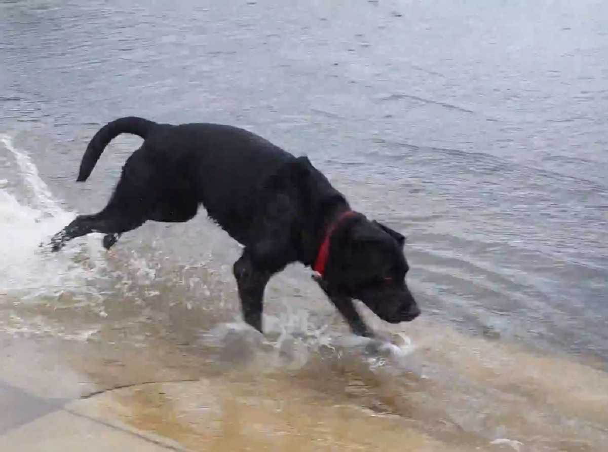 cucciolo labrador uragano piove