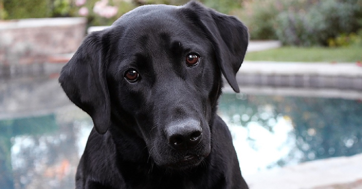 Il cucciolo Labrador adora la pioggia, nel video la sua spettacolare reazione