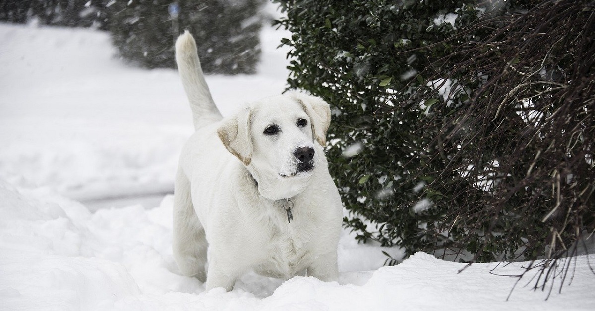 Il cucciolo Labrador corre felice verso la neve, ma qualcosa di “inatteso” nel video gli fa cambiare idea