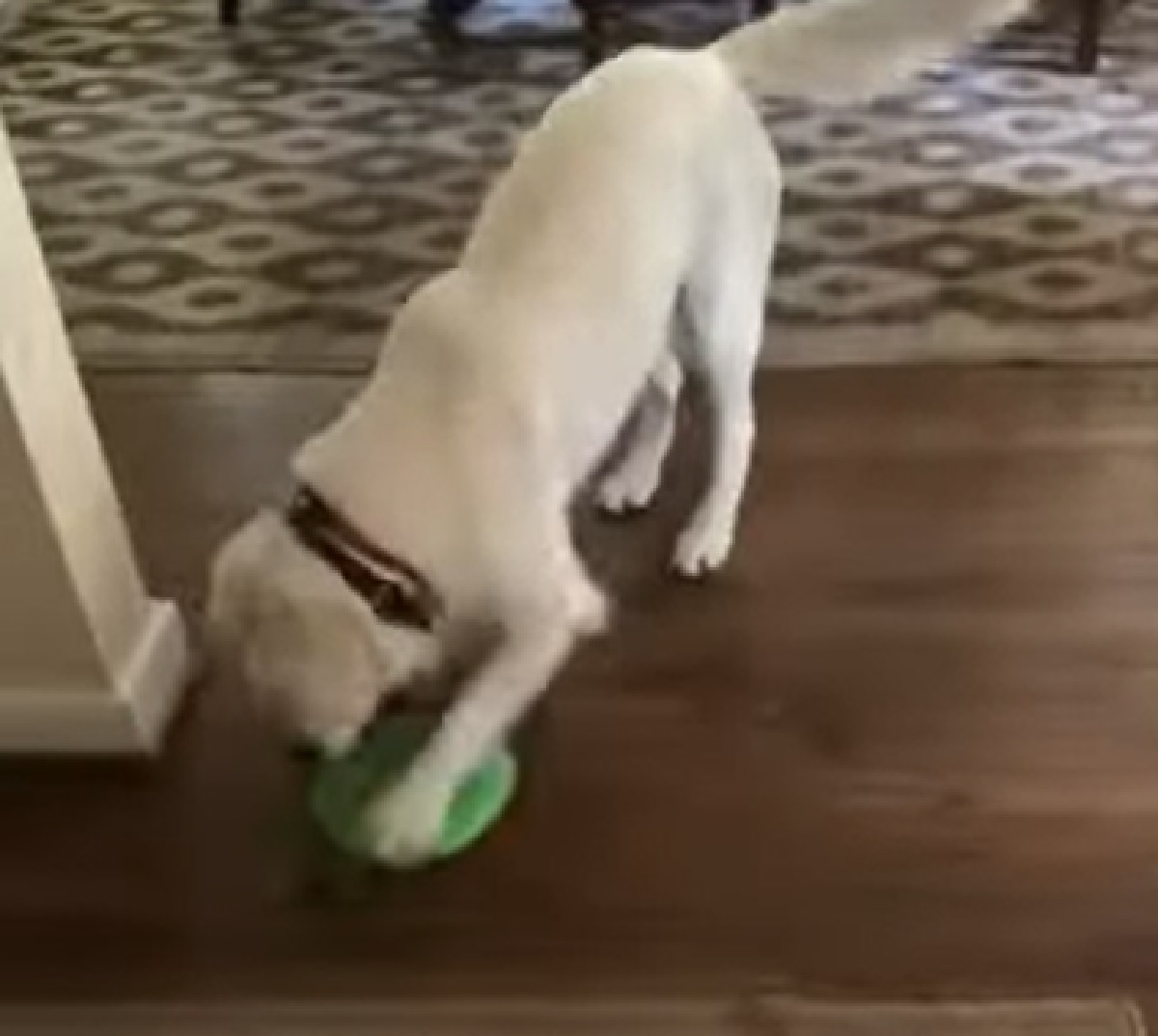 cucciolo labrador dove finisce frisbee