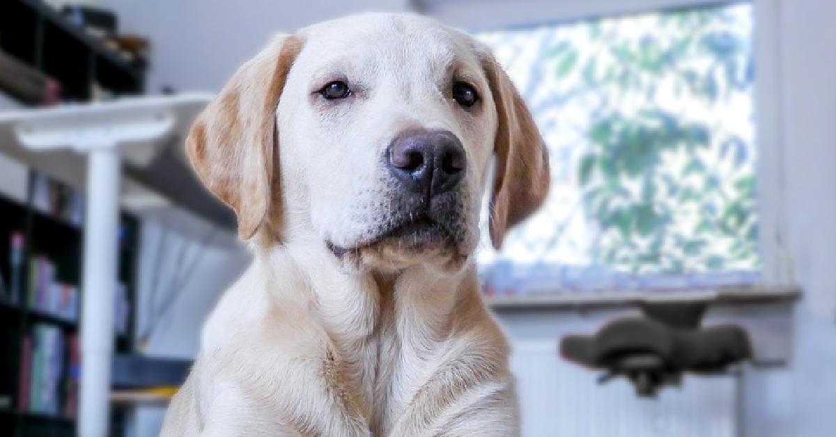 Il cucciolo Labrador gioca con un frisbee, nel video un imprevisto cambia i suoi piani