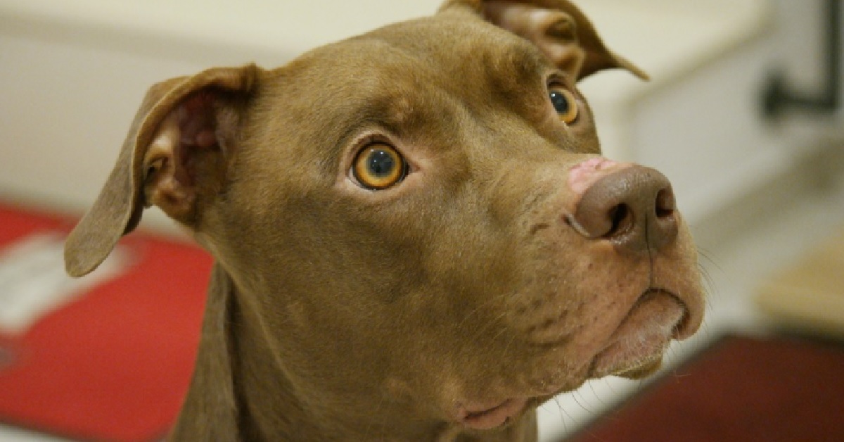 Il cucciolo Pitbull non smette di giocare con la fontana, il video è una gioia per gli occhi