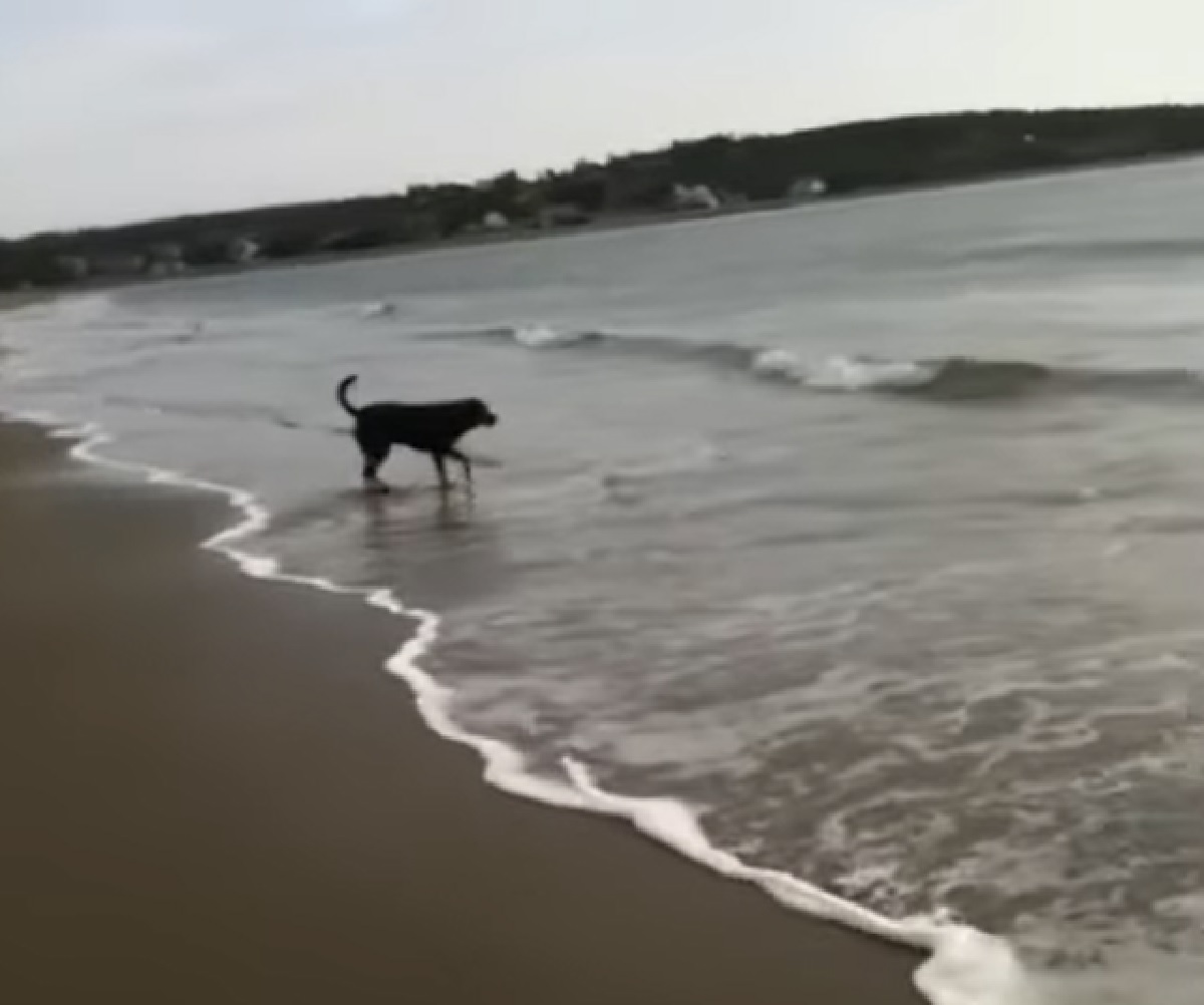 cucciolo rottweiler paura di toccare acqua