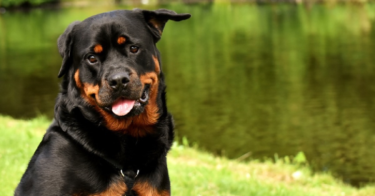 Il cucciolo Rottweiler non gradisce le onde del mare, tutta la sua diffidenza in video