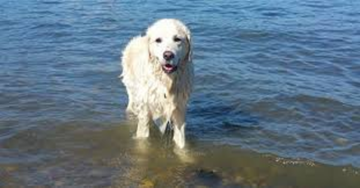 Storm: il cucciolo di Golden Retriever che ha salvato un cerbiatto che stava affogando (VIDEO)