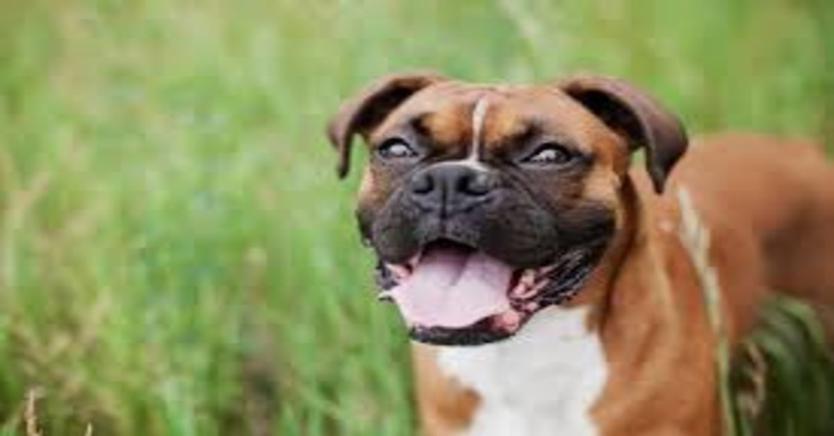 Zoey, la cucciola di Boxer che balla le canzoni del rapper Snoop Dogg (VIDEO)