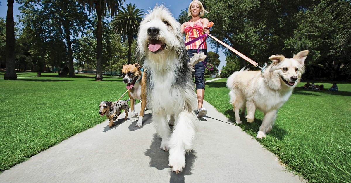 Ingresso al cane nei luoghi pubblici in Italia: che cosa bisogna sapere