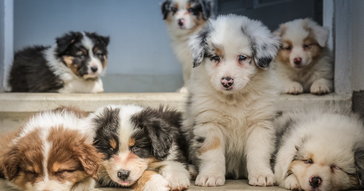 i cuccioli di cane sono gelosi