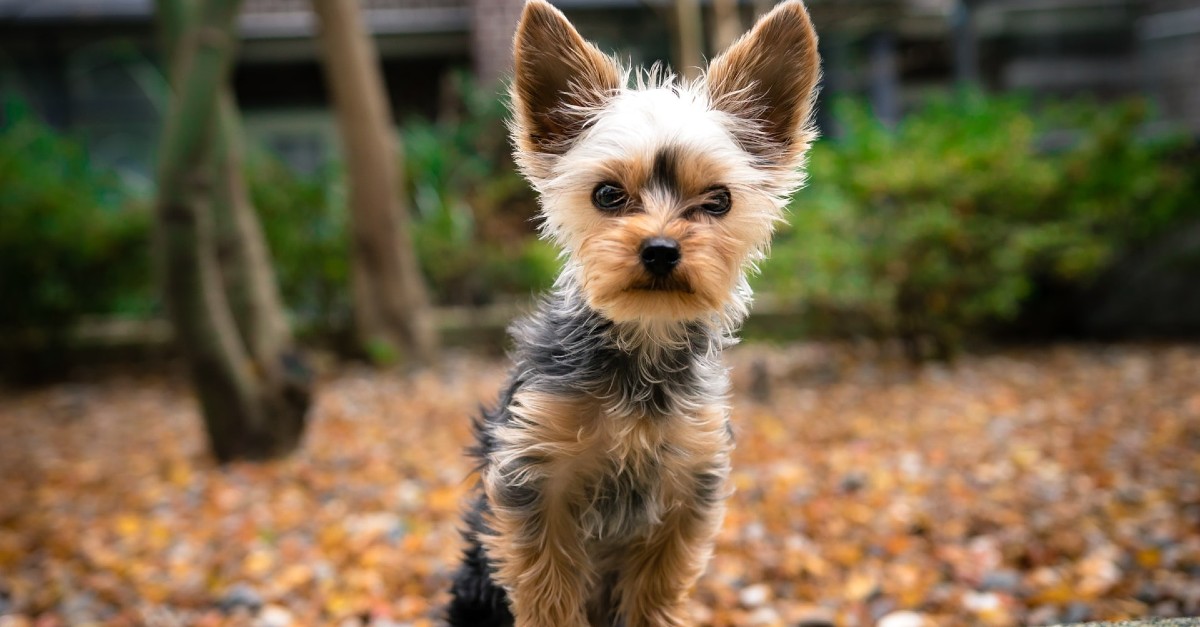 cuccioli di yorkshire terrier sono fragili