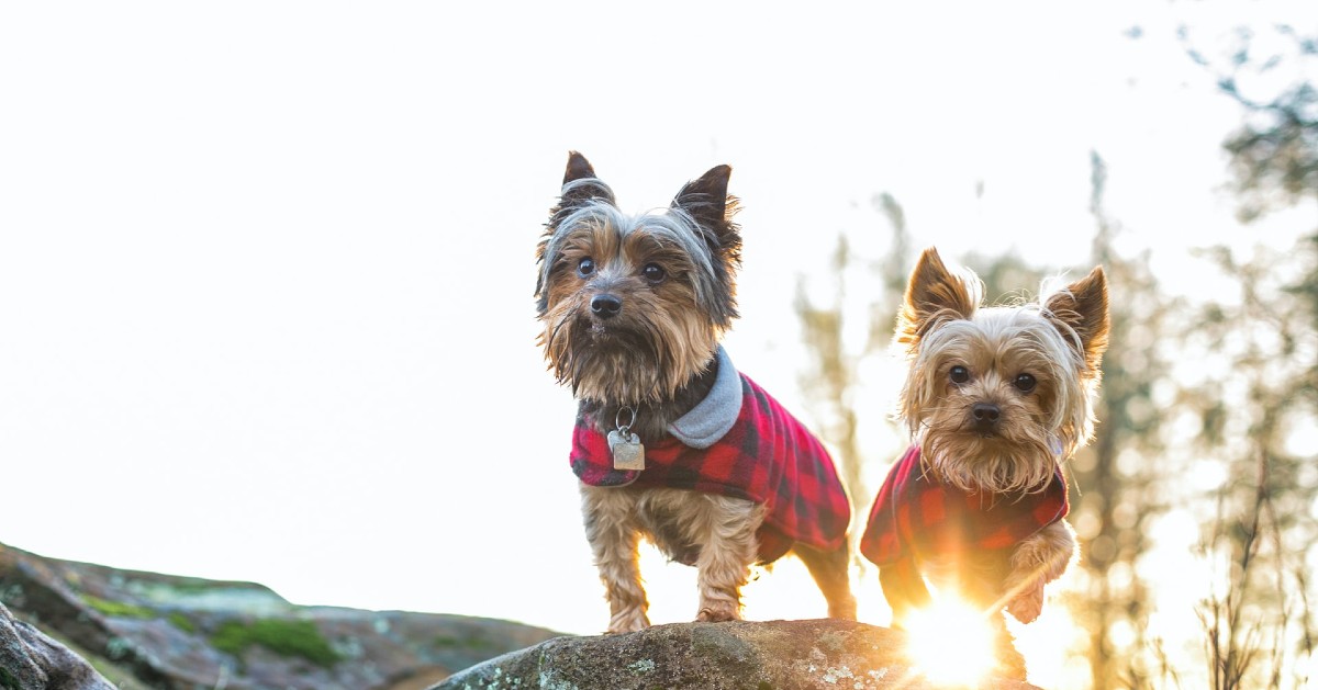 cuccioli di yorkshire terrier carattere