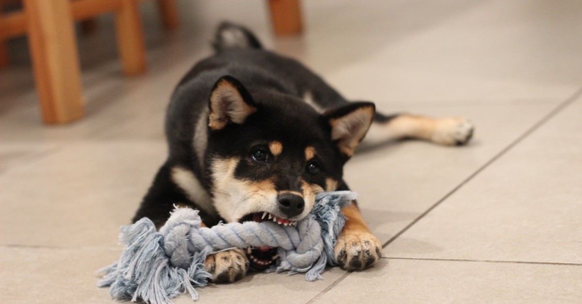 cucciolo di cane morde sempre la cuccia