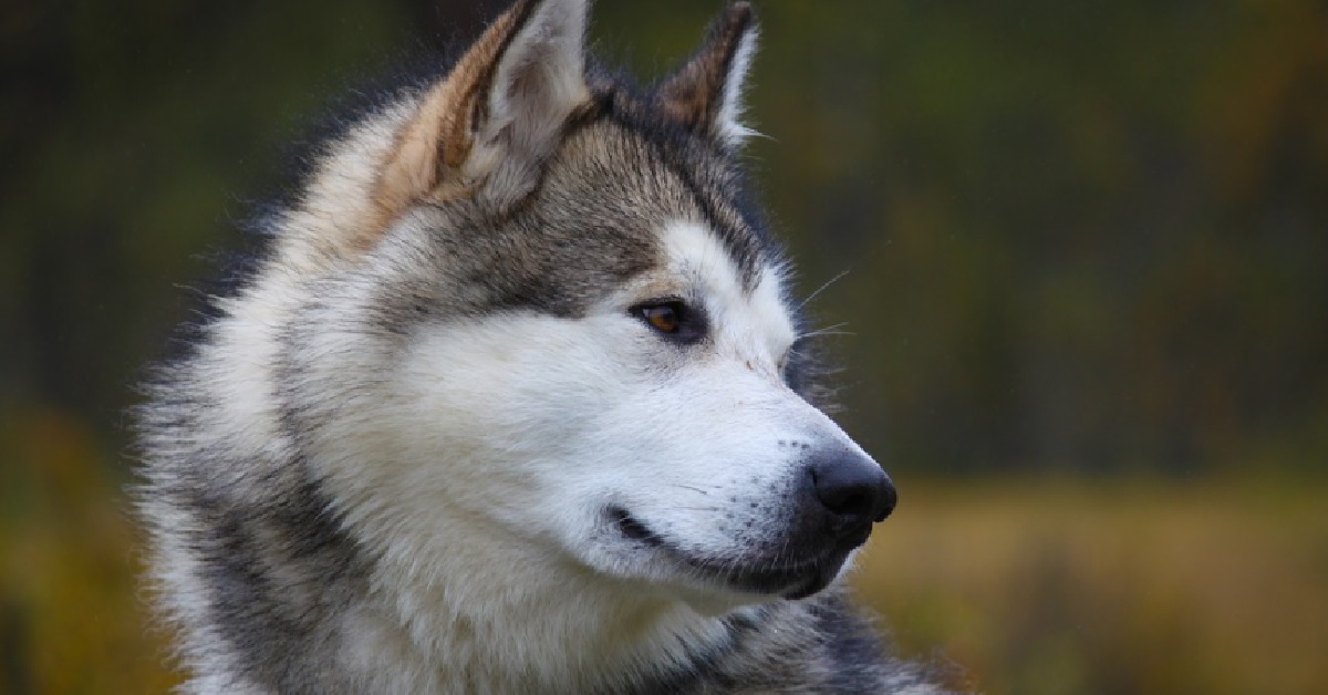 La cucciola Alaskan Malamute riceve un regalo per natale, nel video tutta la sua sorpresa