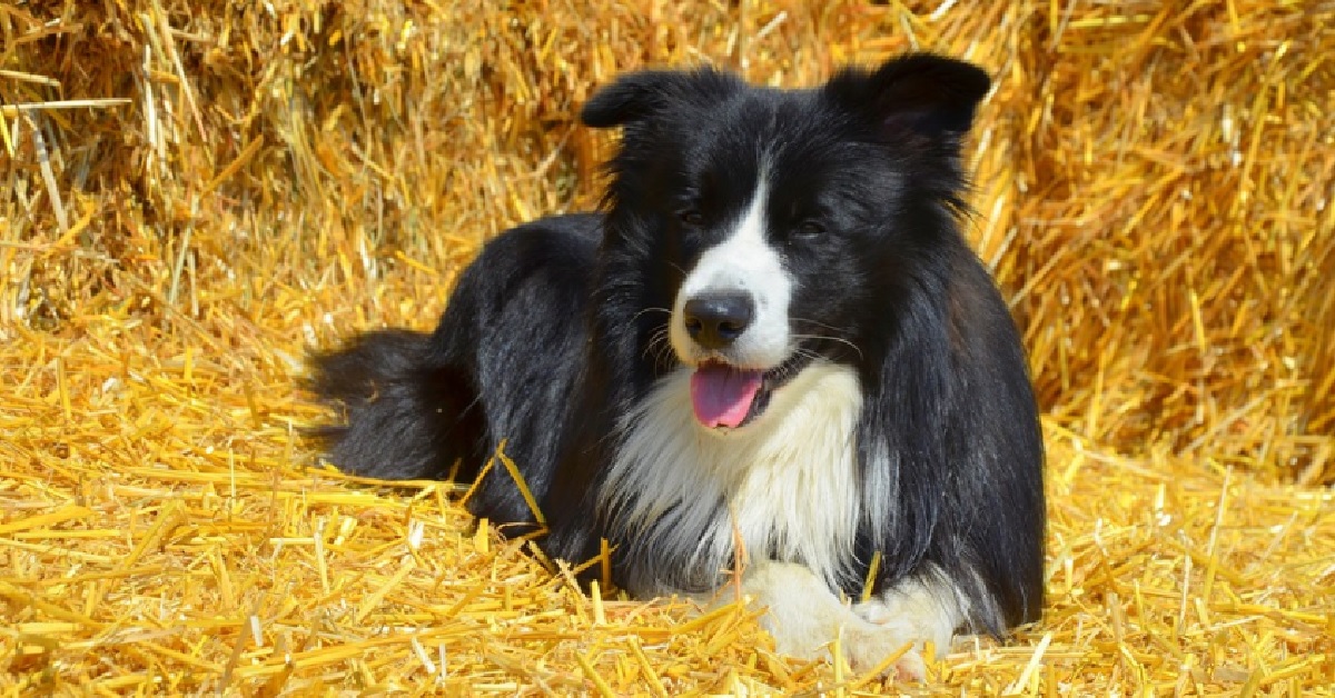 La cucciola Border Collie trova il modo di arrivare al cibo, tutta la sua astuzia nel video