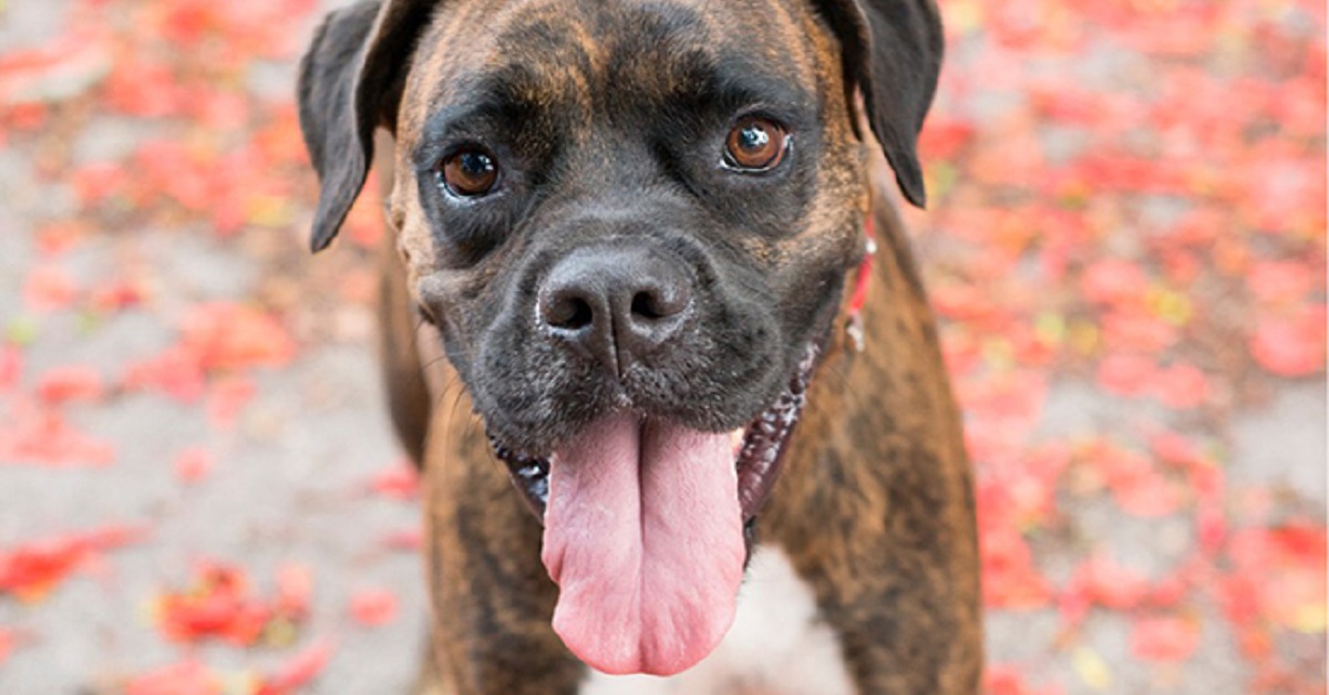 La cucciola Boxer cerca l’attenzione dei proprietari, tutta la sua determinazione nel video