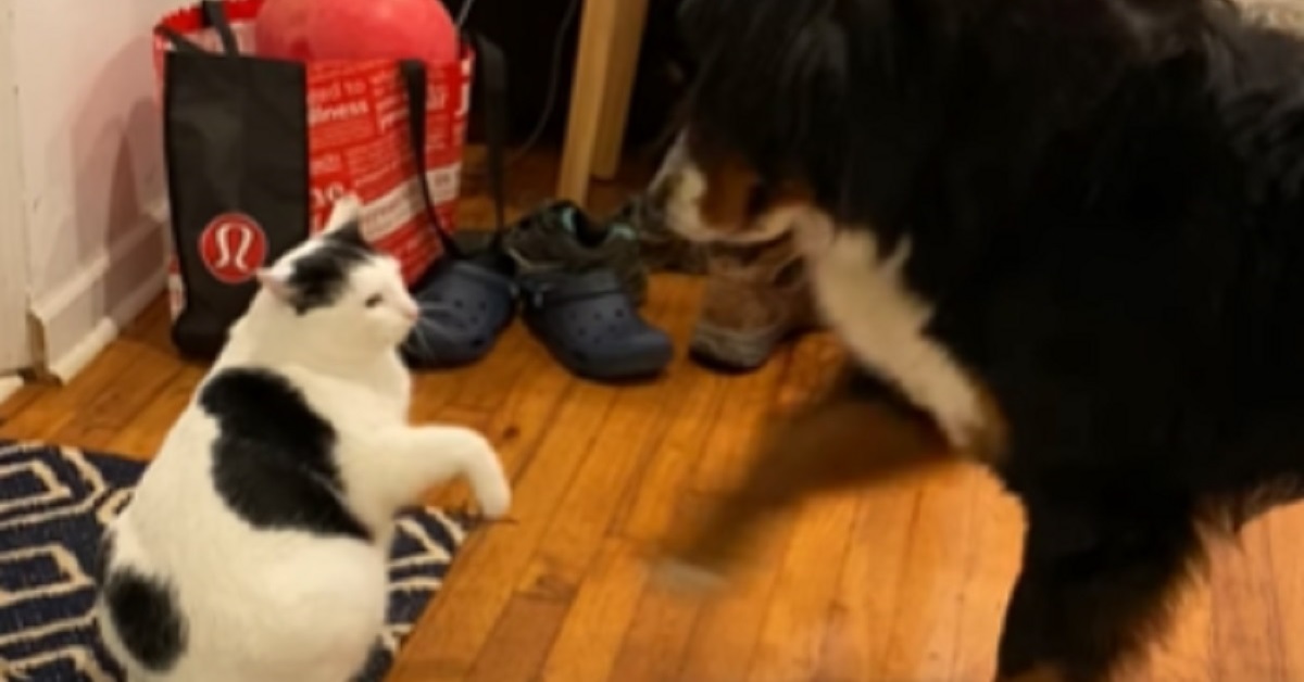 La cucciola di Bovaro del Bernese vuole giocare con il gattino, le sue buffe richieste nel video