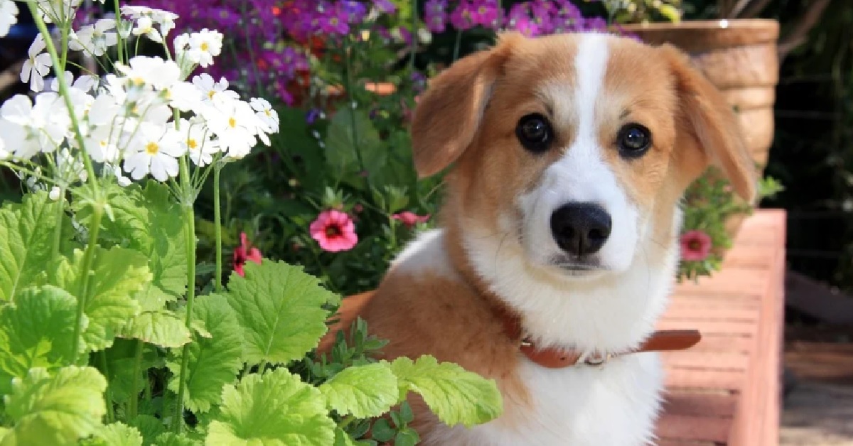 La cucciola di cane cerca di non farsi vedere, il video ci mostra quale sia la sua geniale idea