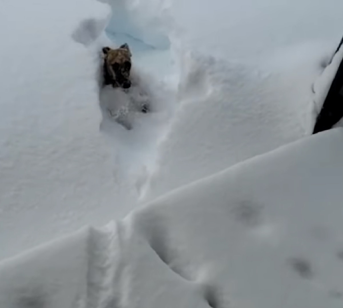 scarlet cucciola felice per neve fresca