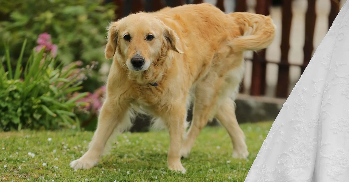 La cucciola di cane ha una reazione inattesa alla vista del telo per la piscina, il video è tutto da ridere