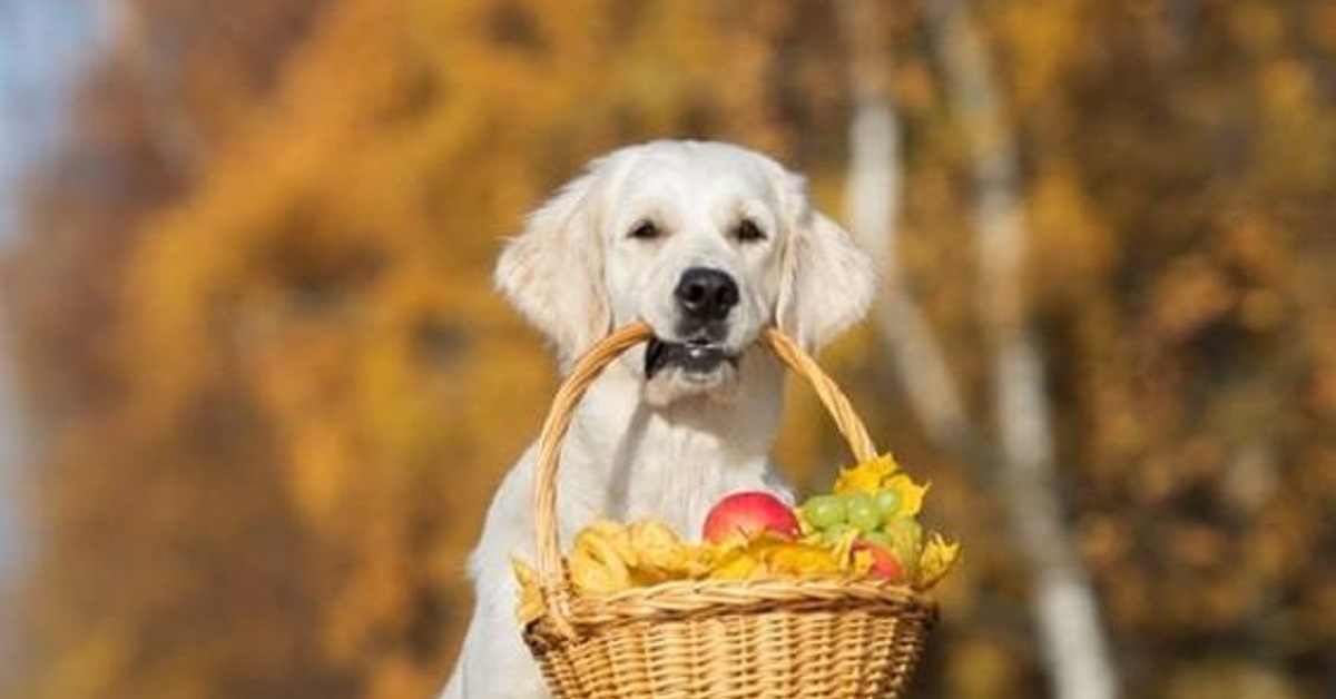 La cucciola di Golden Retriever è in grado di fare la spesa totalmente da sola, il video vi stupirà