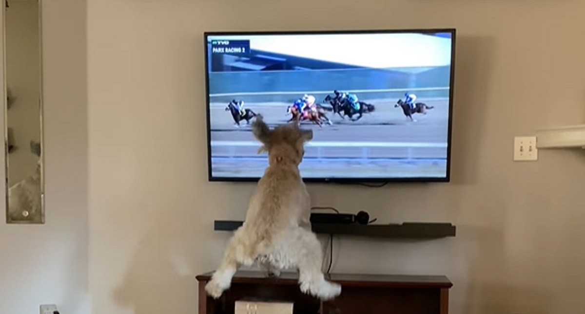 cagnolina passione cavalli