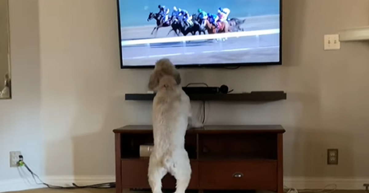 La cucciola di Wheaton Terrier è attratta dalle corse dei cavalli in TV, quello che fa in video è incredibile
