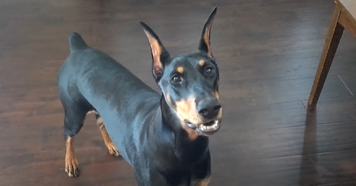 La cucciola Doberman è in grado di fare trucchi spettacolari, il video vi lascerà di stucco