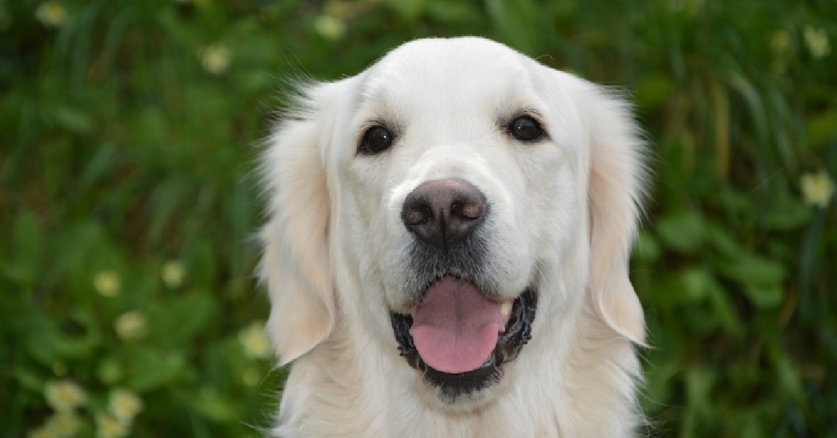 La cucciola Golden Retriever accoglie nel migliore dei modi l’ospite, il video è imperdibile