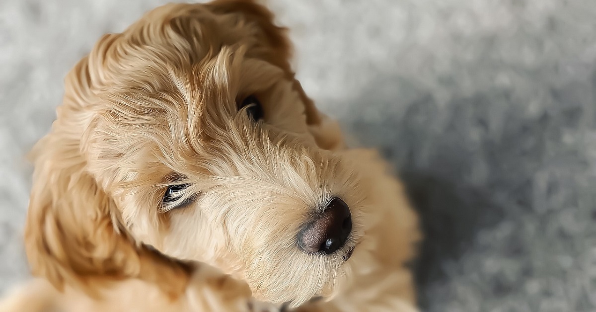 La cucciola Goldendoodle incontra i suoi fratellini umani, tutta l’emozionante scena in video