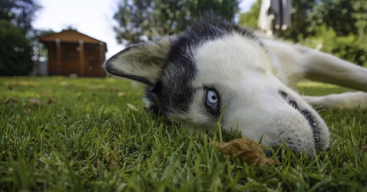 La cucciola Husky adora la canzone della mamma, nel video canta insieme a lei