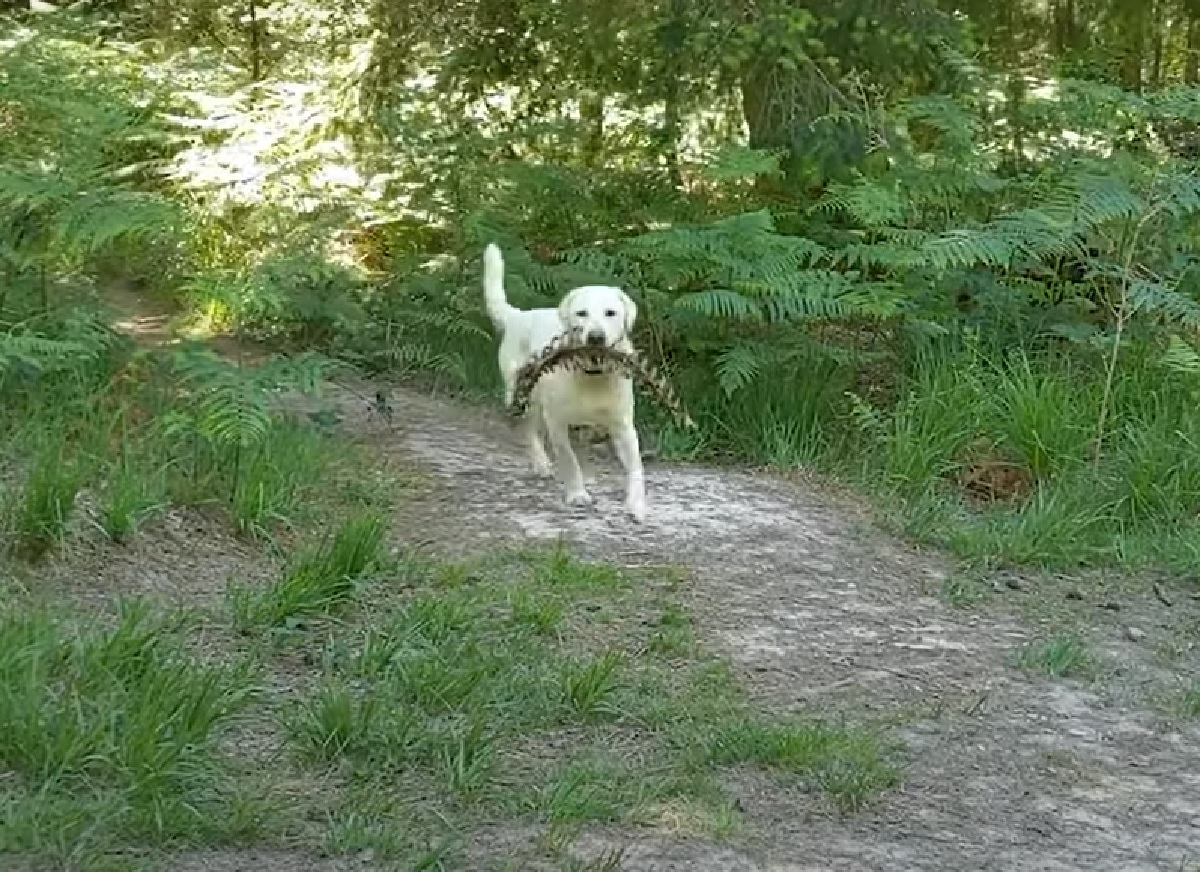 ruby cucciola labrador ama bosco