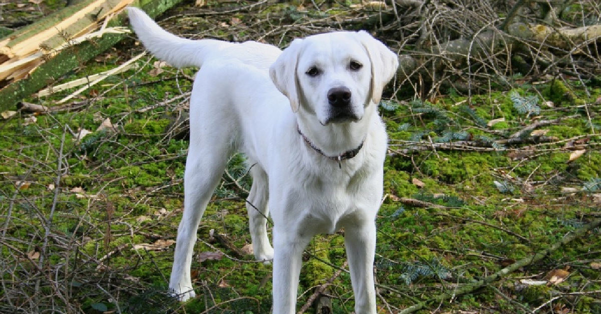 La cucciola Labrador trova qualcosa di sconcertante nel bosco, ecco il video della scoperta