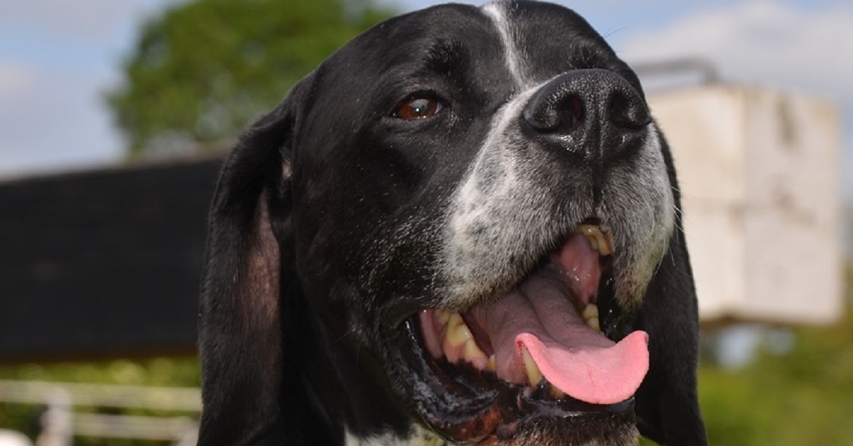 La cucciola Pointer Inglese festeggia il compleanno, quest’ultima in video fa qualcosa di fenomenale