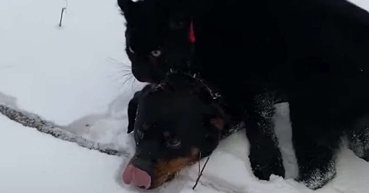 La cucciola Rottweiler e la pantera nera sono migliori amiche, il video vi lascerà senza parole