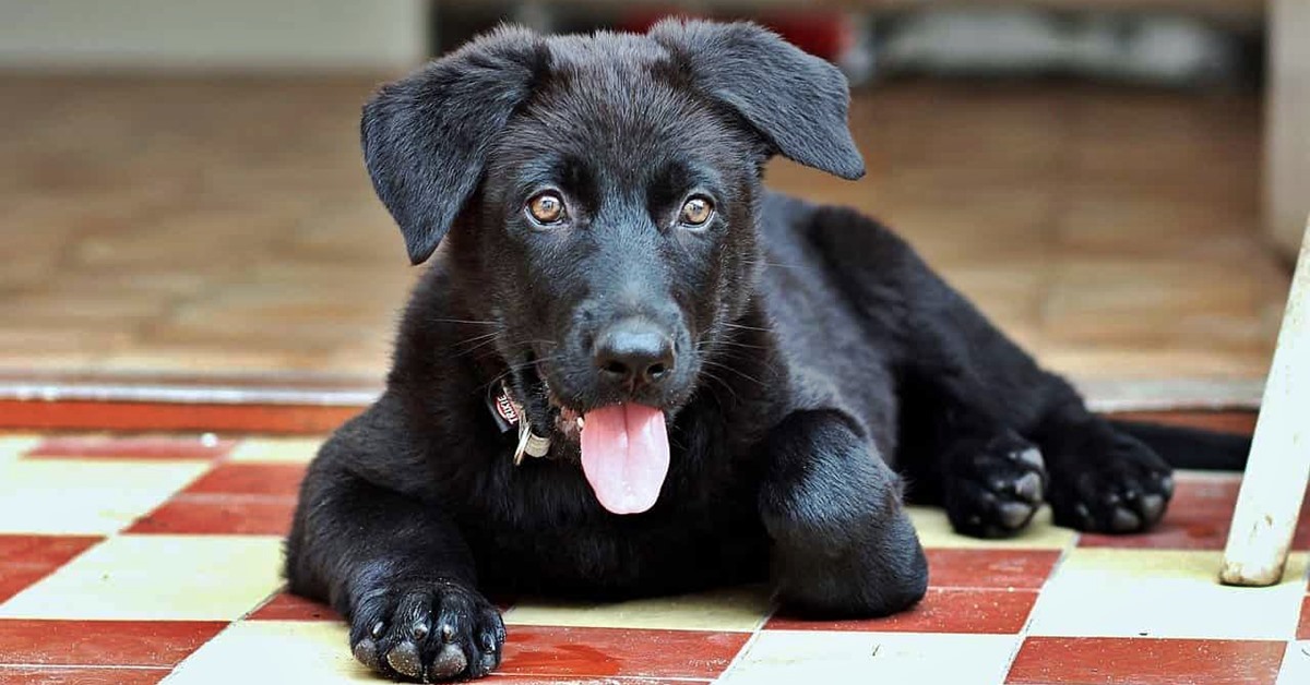 Latte di yak per il cane: a cosa serve e quali benefici può dargli?