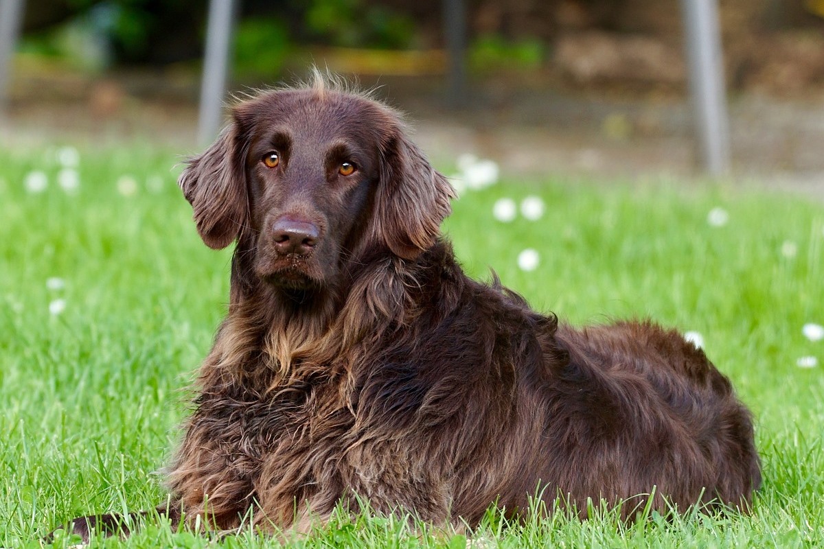 cane di taglia grande a pelo lungo