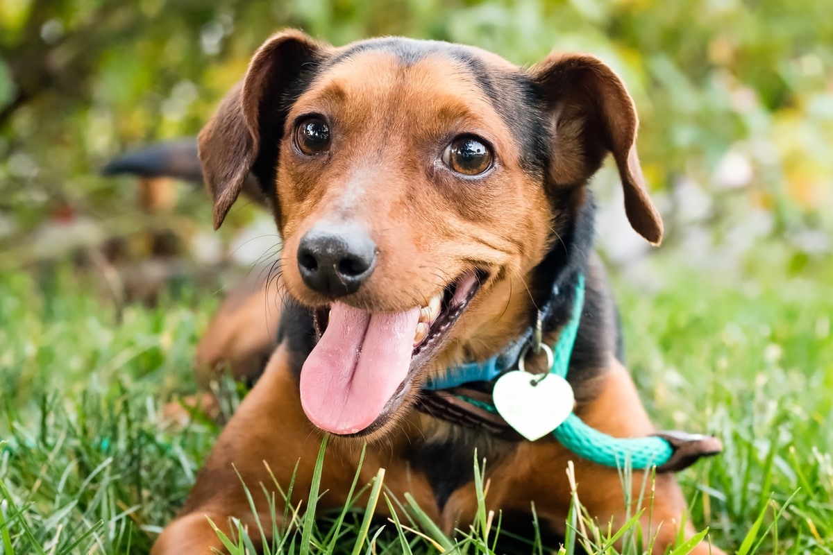 cane felice sul prato