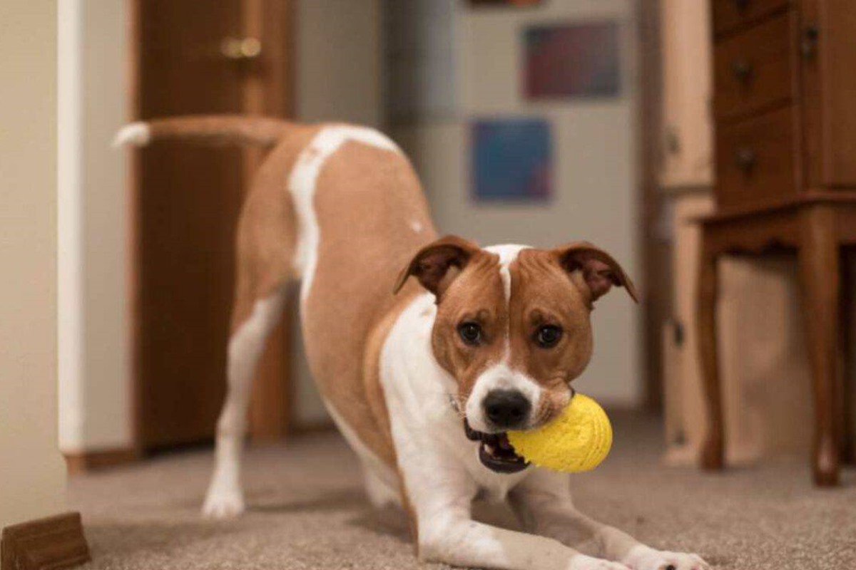 cane che gioca con la pallina