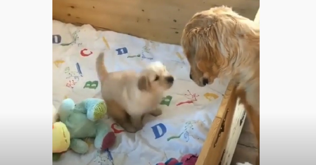 mamma va a trovare i suoi cuccioli di Golden Retriever nella cuccia