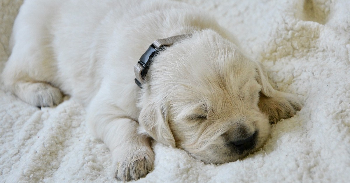 La mamma va a trovare i suoi cuccioli di Golden Retriever nella cuccia (VIDEO)