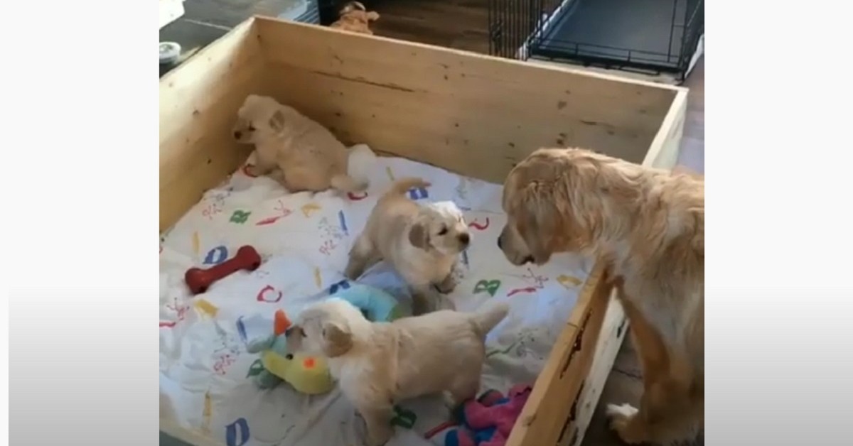 mamma va a trovare i suoi cuccioli di Golden Retriever nella cuccia