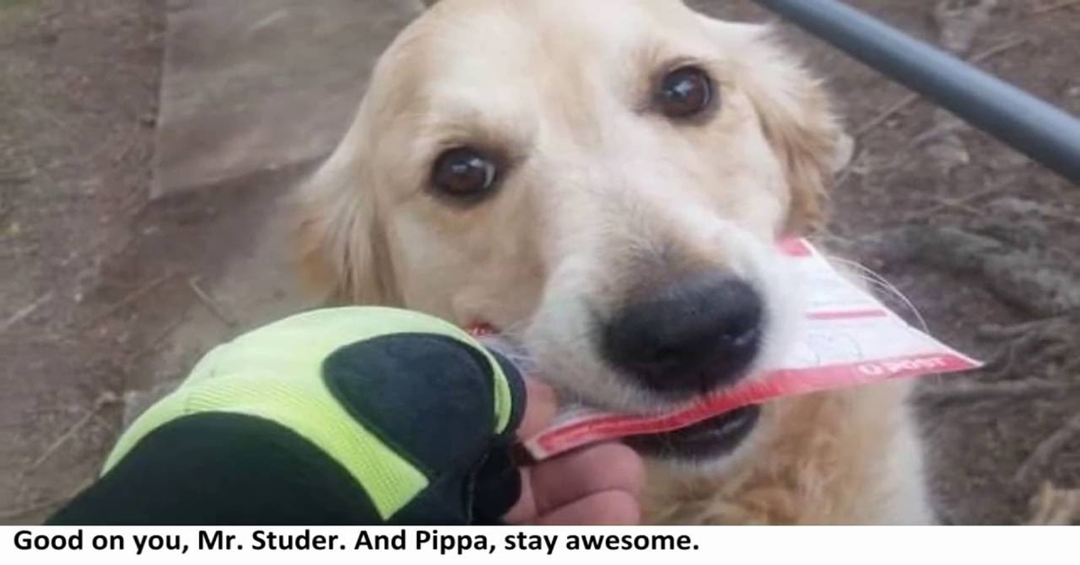 La storia del postino che ogni giorno porta una lettera a Pippa, una cucciola di cane (VIDEO)