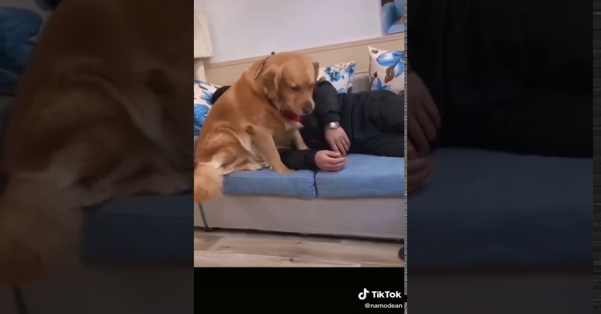 Il cucciolo di Golden Retriever geloso che non vuole condividere l’affetto del suo padrone con il gatto (VIDEO)