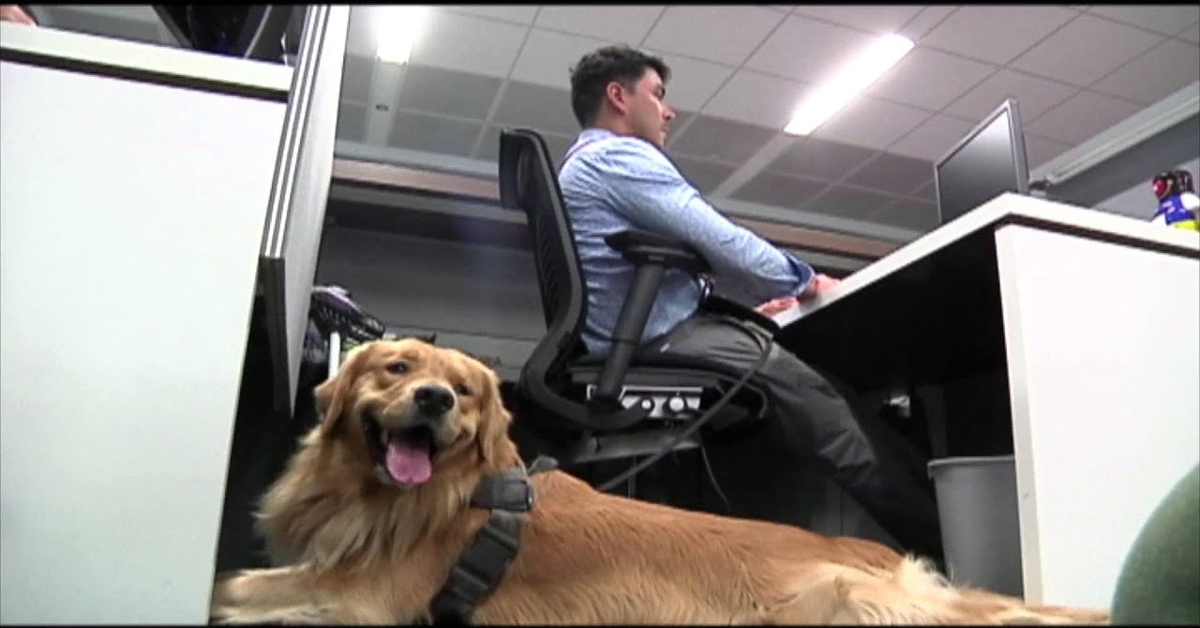 Miguel, il cucciolo di Golden Retriever che lavora come assistente del suo padrone in una banca (VIDEO)