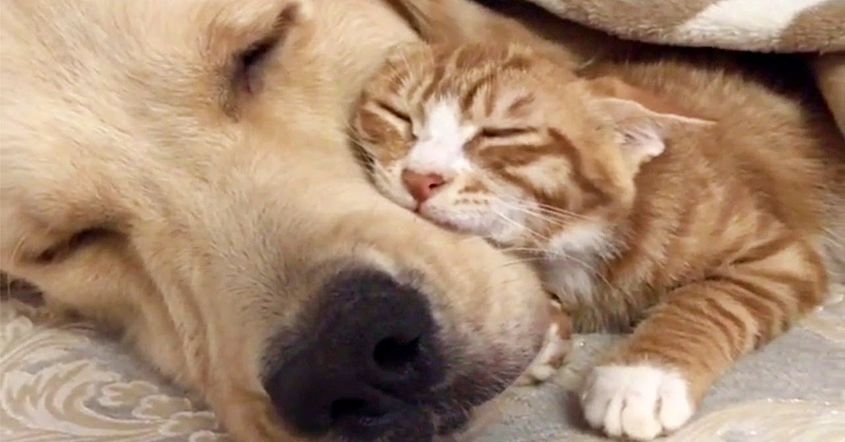 Un’immagine tenerissima: il gattino dorme sotto l’orecchia di un dolce cucciolo di Golden Retriever (VIDEO)
