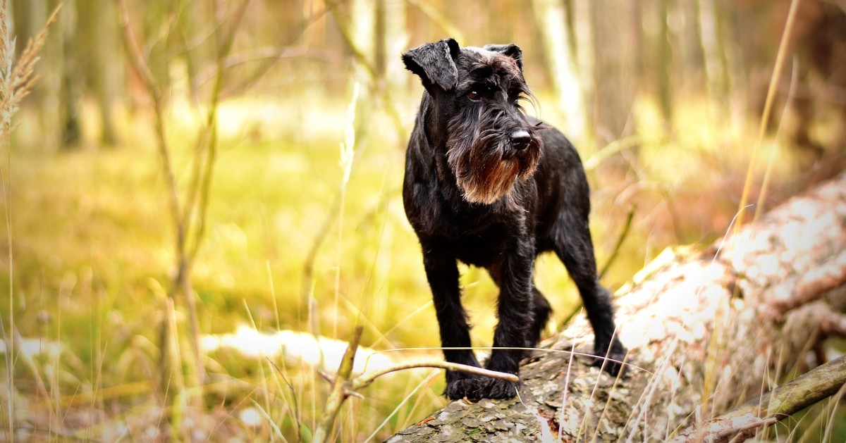 cuccioli di zwergschnauzer pelo