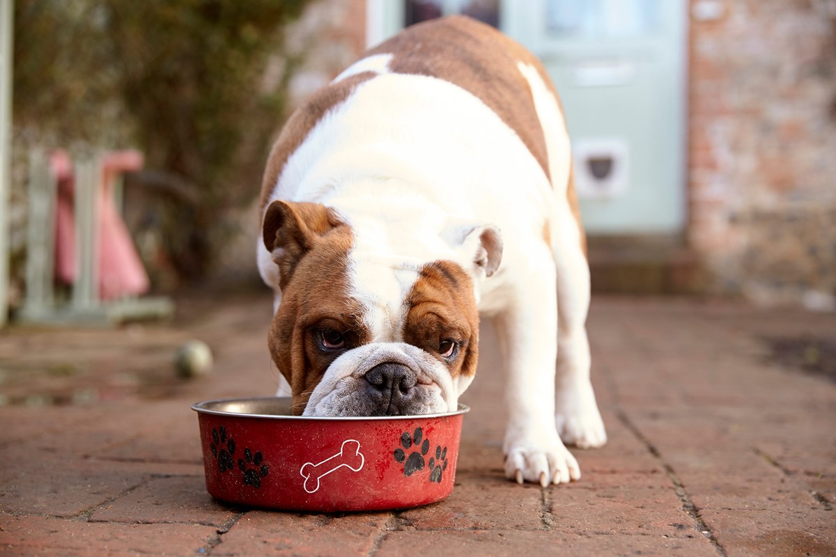 boxer che mangia la pappa