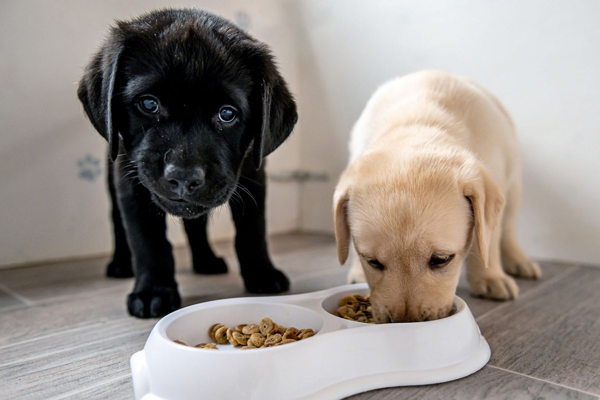 cuccioli di labrador che mangiano la pappa